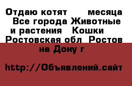 Отдаю котят. 1,5 месяца - Все города Животные и растения » Кошки   . Ростовская обл.,Ростов-на-Дону г.